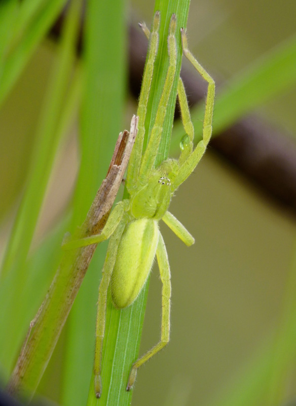 Micrommata virescens; Micrommata ligurina